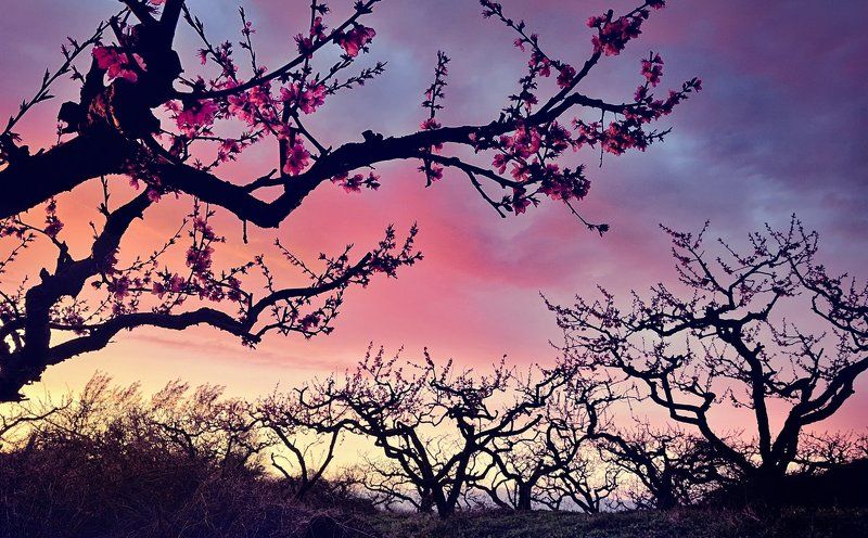 Peach field фото превью