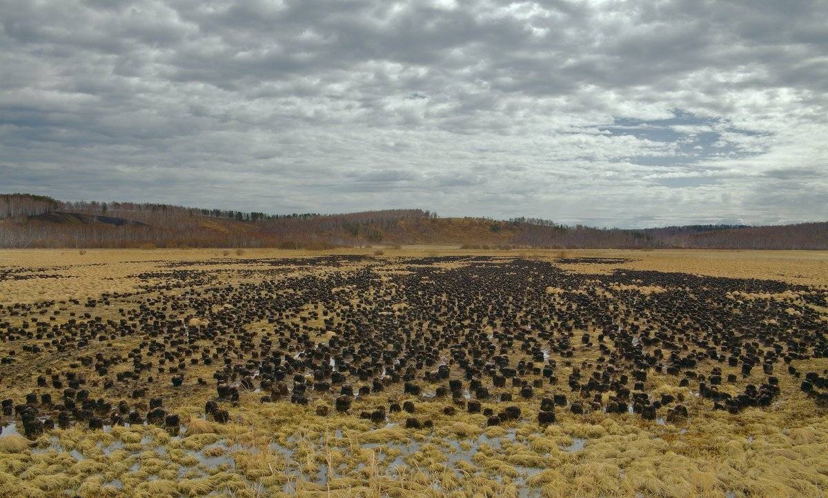 , Николай Морский