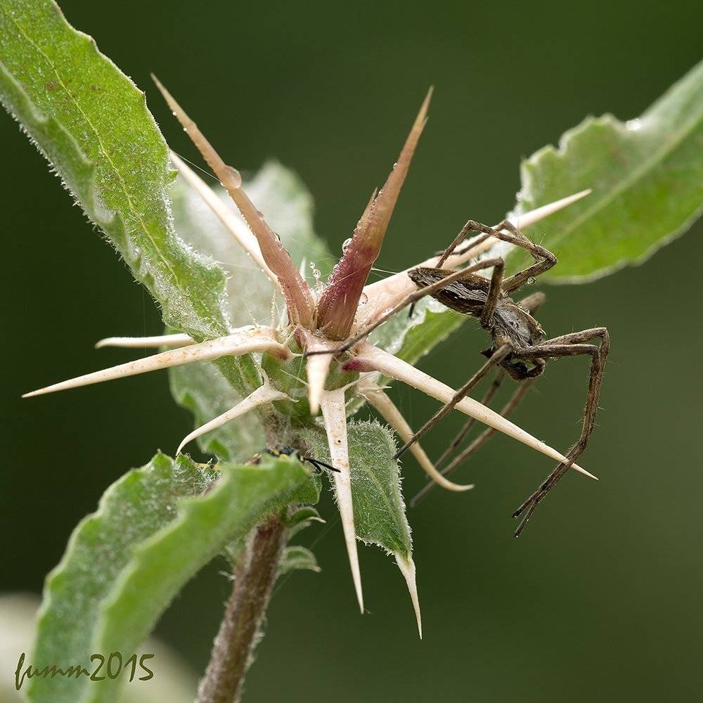 , Игорь ФУММ