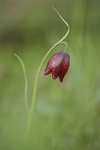 Рябчик малый (лат. Fritillária meleagroídes)