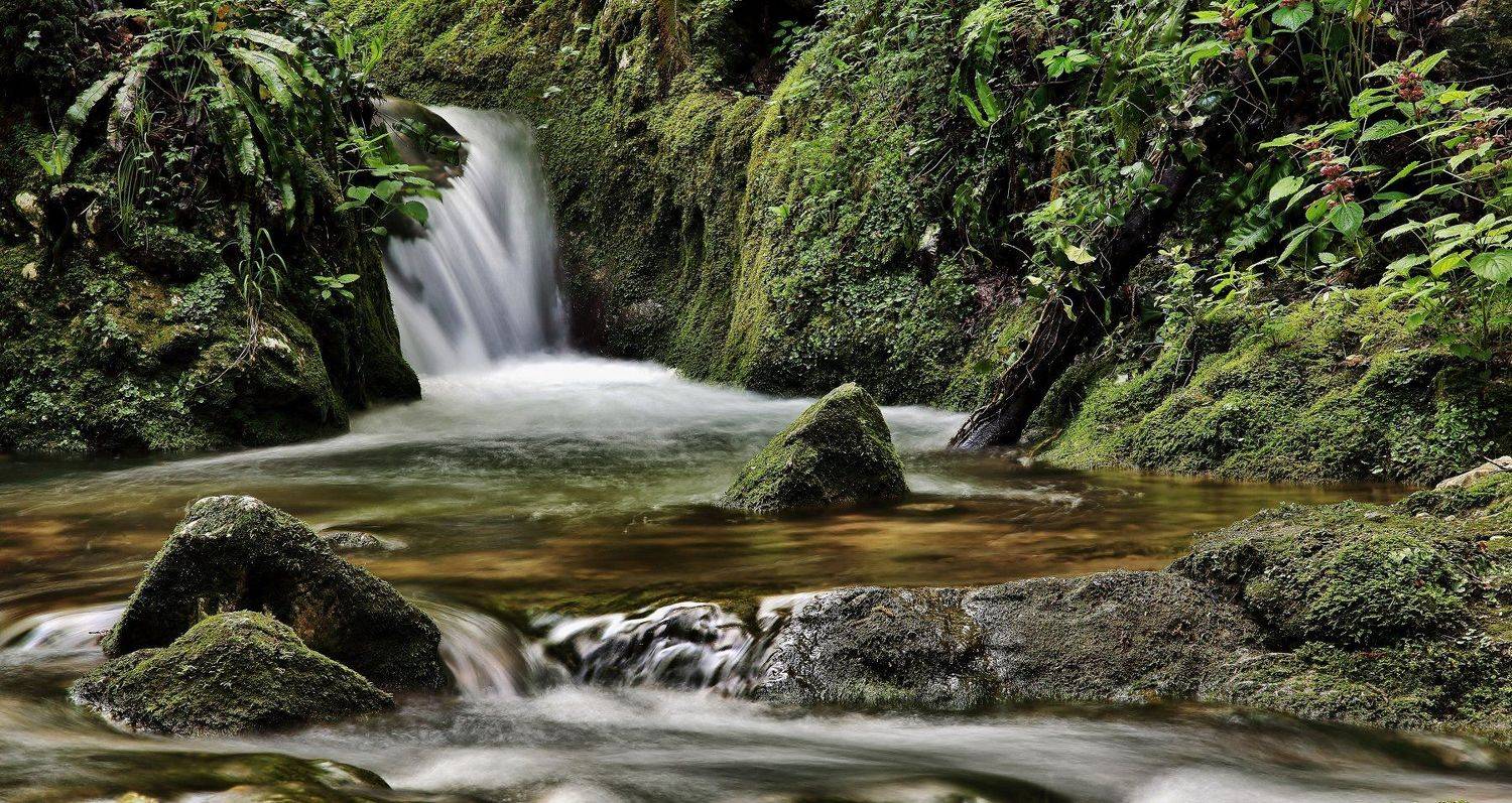 natura,torrente,acqua,muschio,vegetazione, paologr63