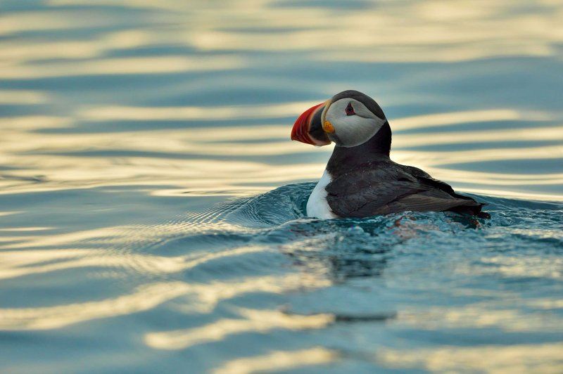 Арктика, Норвегия, Шпицберген, исландский тупик, птица, море моя любимая птичка фото превью