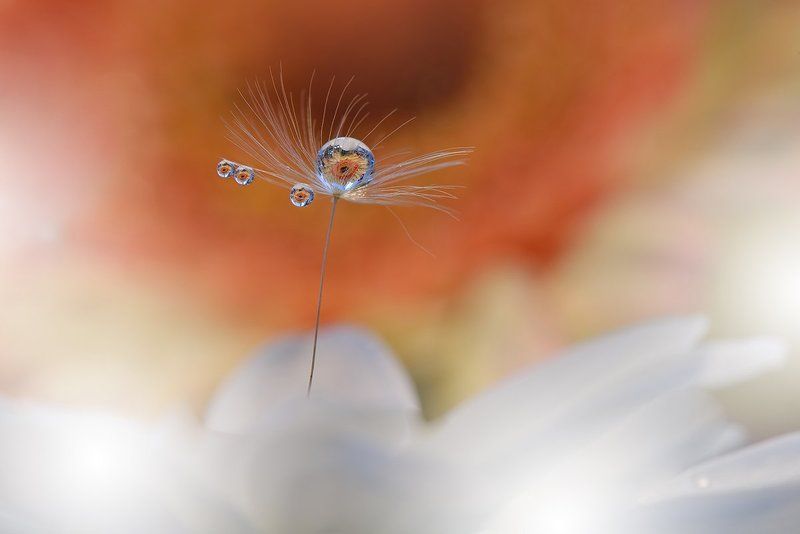 Little Ray... фото превью