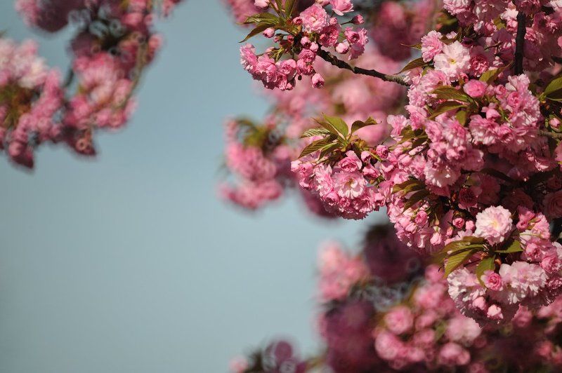 сакура, весна, Ужгород, ЗМ-5А МС Ужгородские сакуры фото превью