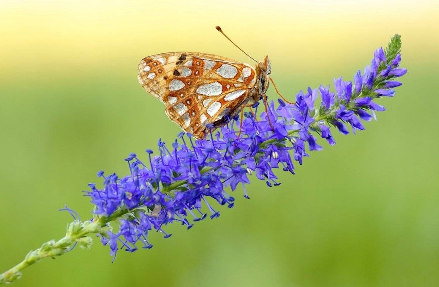, Zbyszek  Walkiewicz