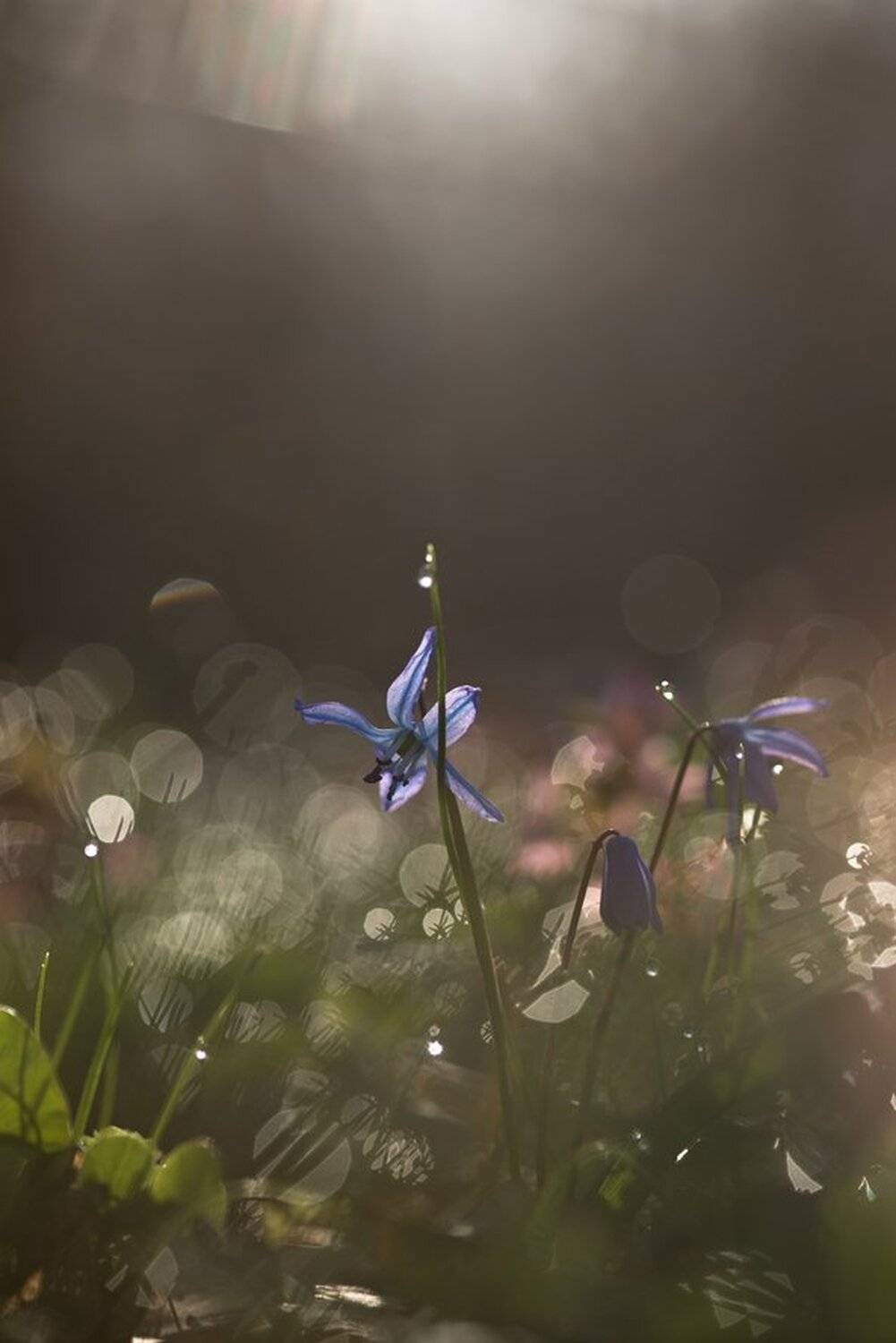 Nikon D 800, Апрель, Весна, Воронеж, Первоцвет, Свет, Сцилла сибирская, Цветок, Геннадий Мещеряков