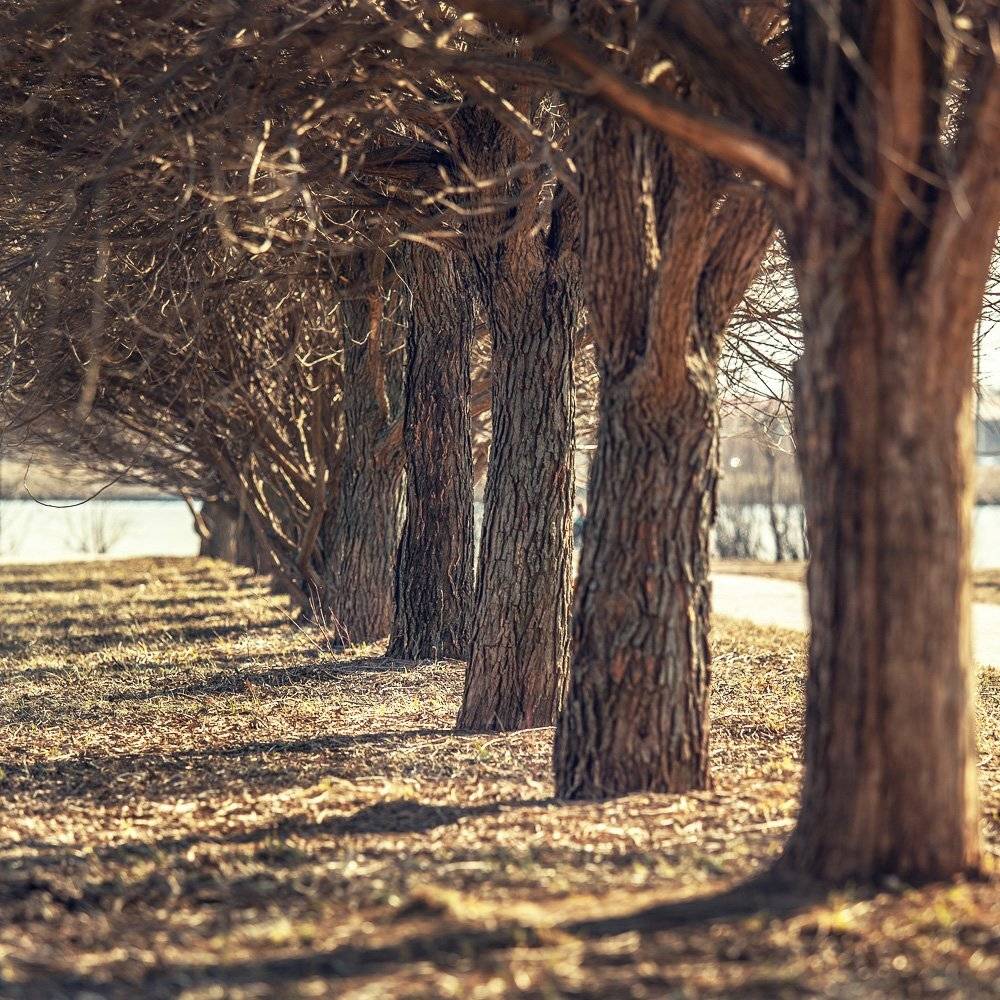 Деревья, Парк, Александр Аседач