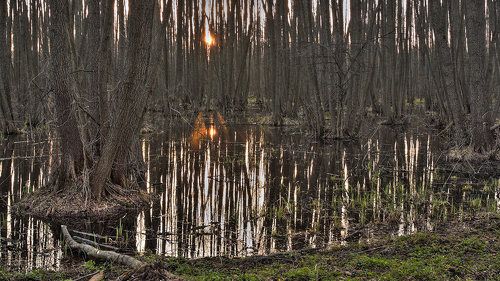 Закат на лесном болоте