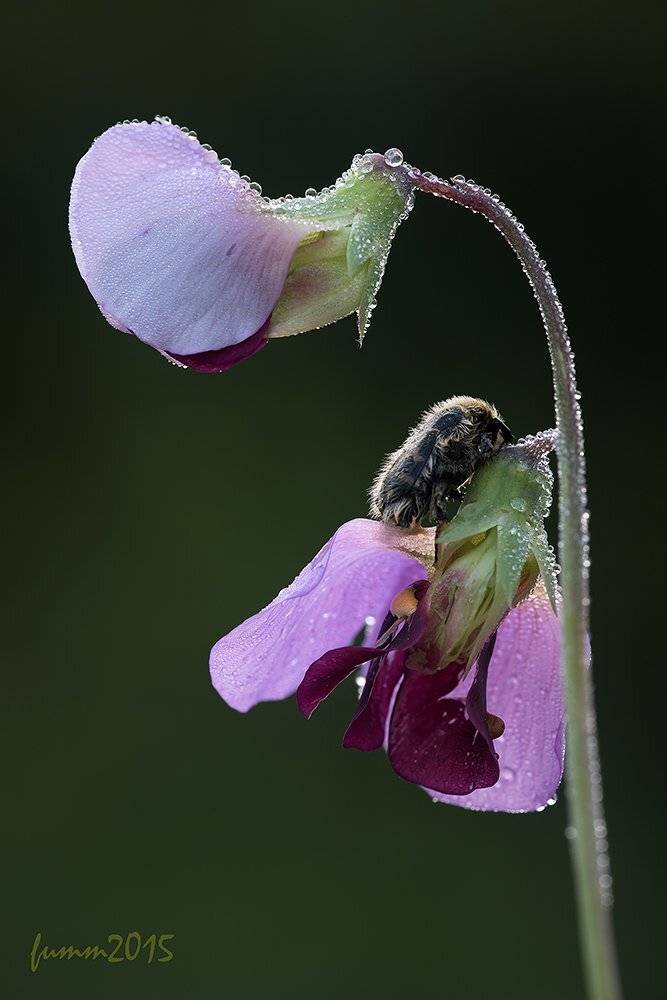 , Игорь ФУММ