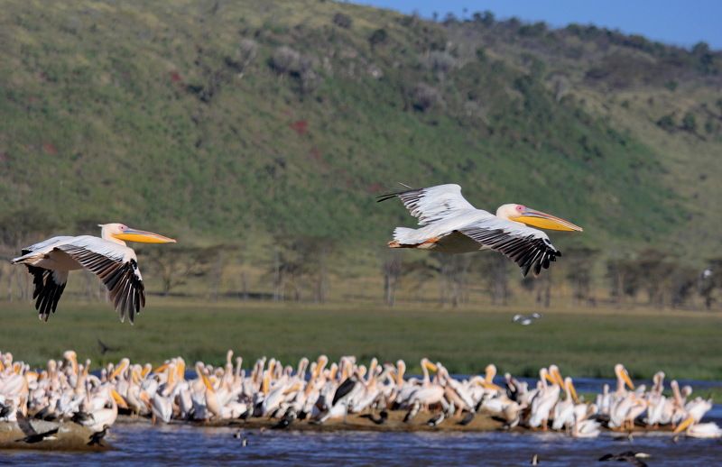 Африка. Кения. Национальные парки Кении. Озеро Накуру. Пеликаны. Природа. Пеликаны. фото превью