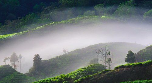 Morning Fog