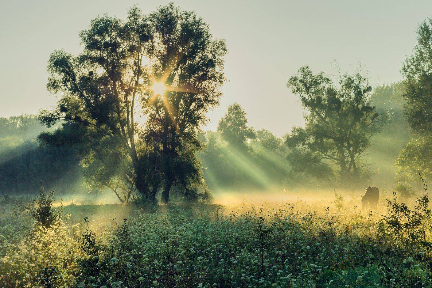 , Игорь Мелекесцев