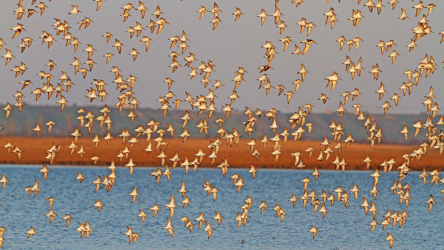 , Костянтин Пазюк