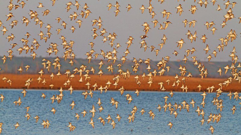 Клоны фото превью