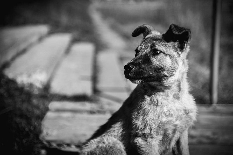 Animals, Black & white, Bw, Dog, Light Doggy фото превью