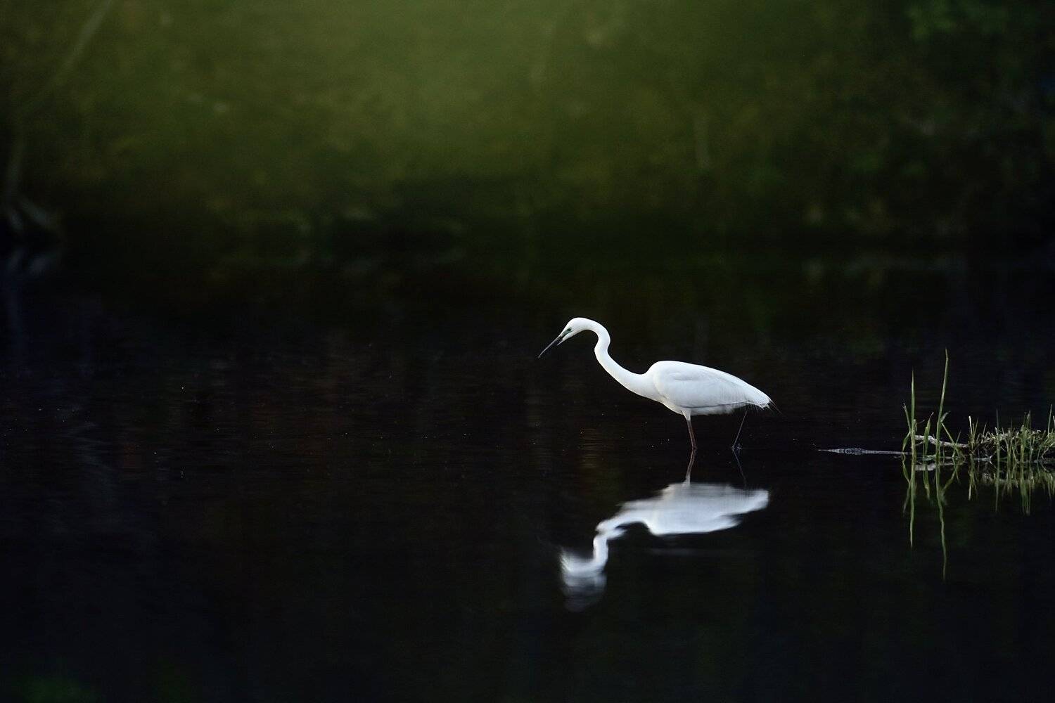 Narcissus, White dew, KIM SUK EUN