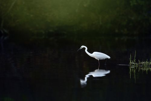 Narcissus