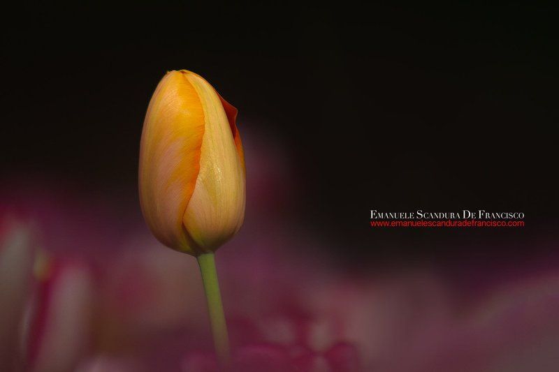 emanuele scandura de francisco tulpani tulpani фото превью