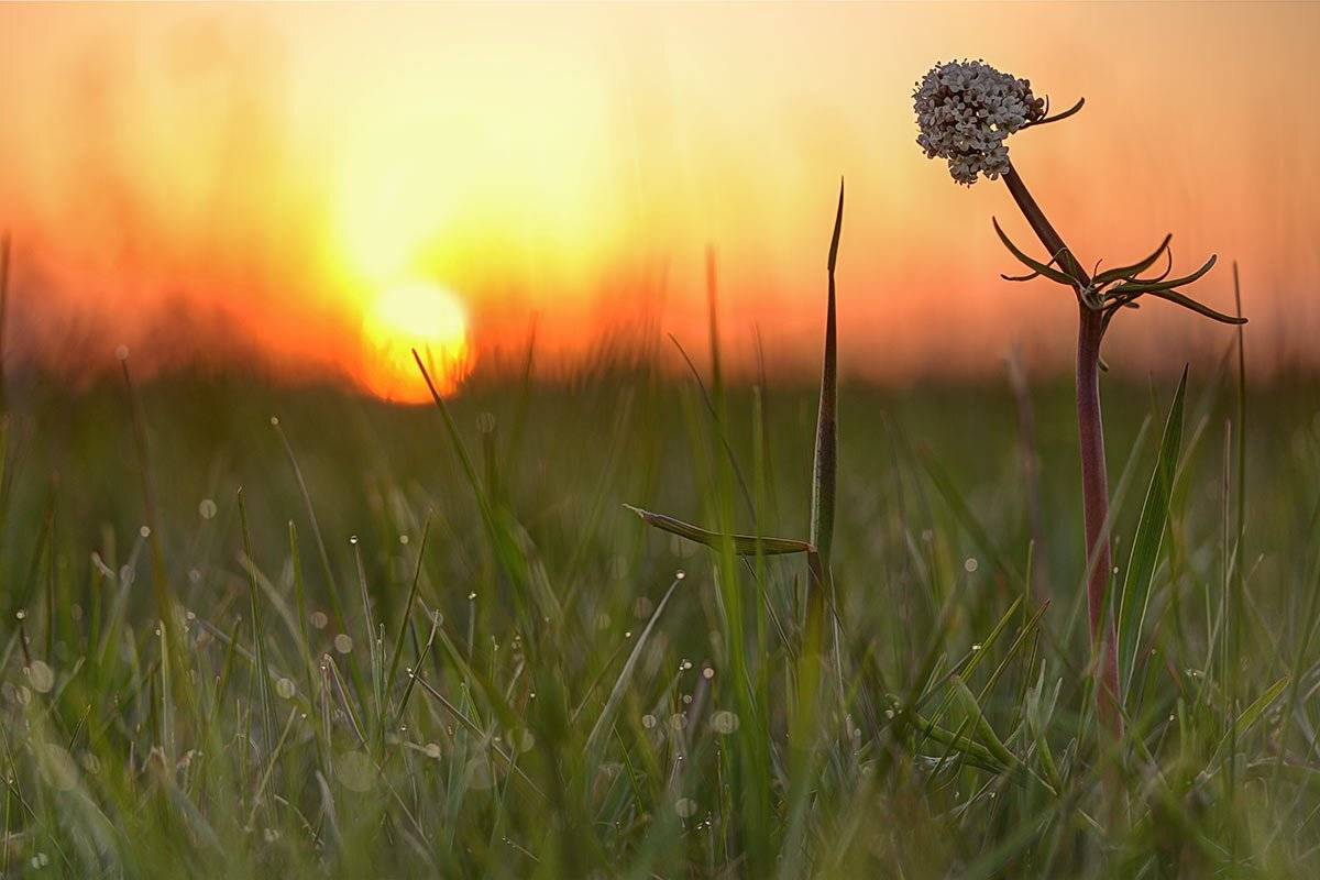 , Роман Рысь