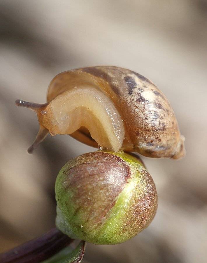 , Сергей Таланов