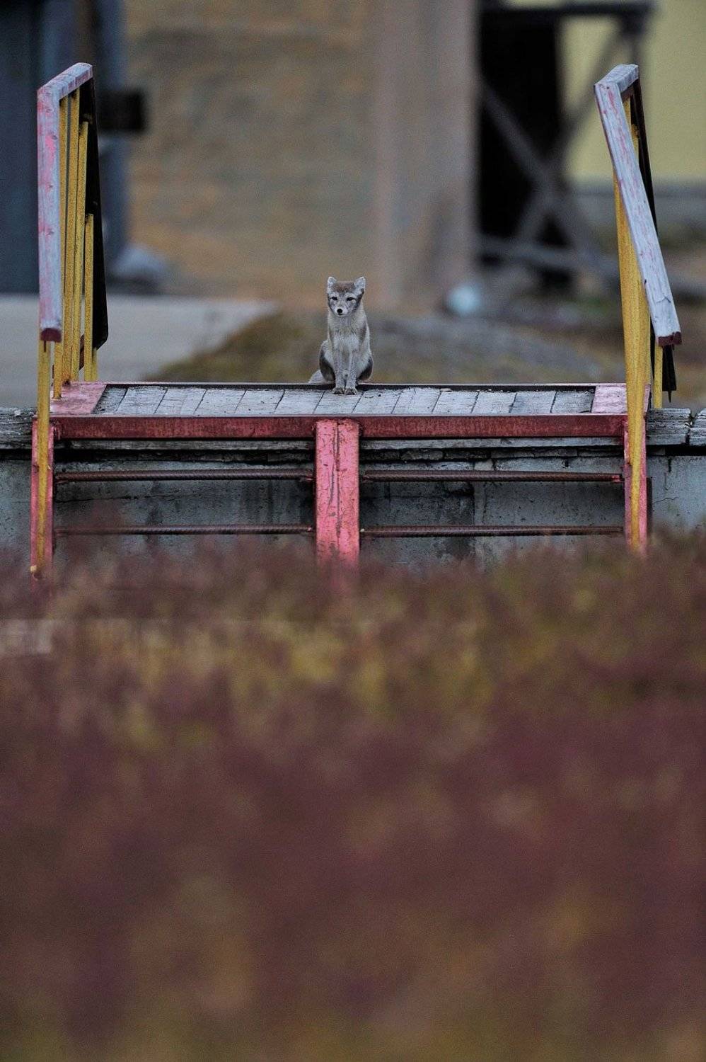 Арктика, архипелаг Шпицберген, поселок пирамида, песец, путешествия, дикая природа, Анна Яценко