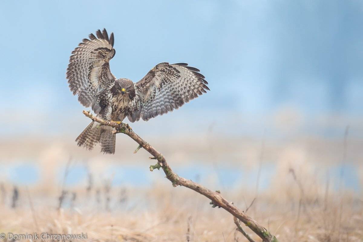 , Dominik Chrzanowski