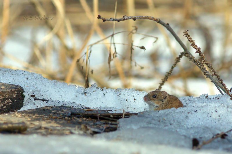 Apodemus uralensis, Mammals, Mouse, Лесная мышь, Мышь В ожидание лета ! фото превью