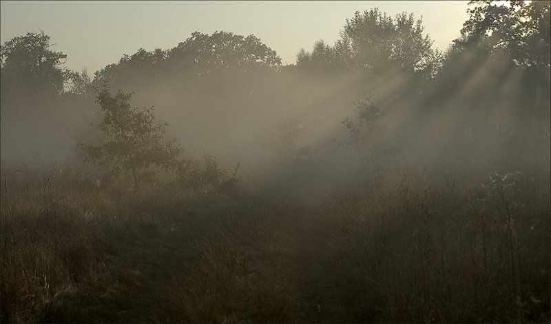 Осень, туман, утро, роса, восход, солнце Одним осенним утром... фото превью