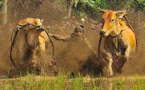 Pacu Jawi