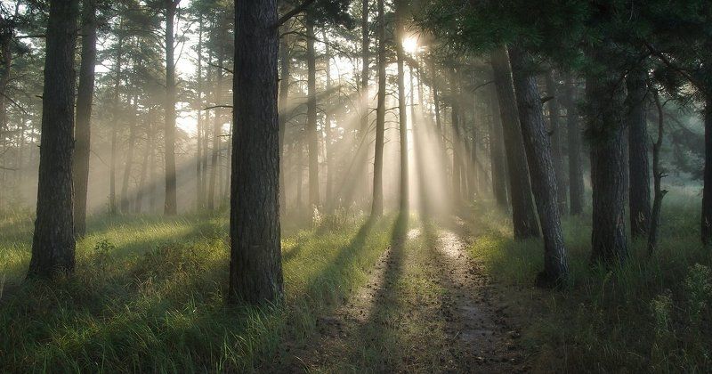 Утро в лесу фото превью