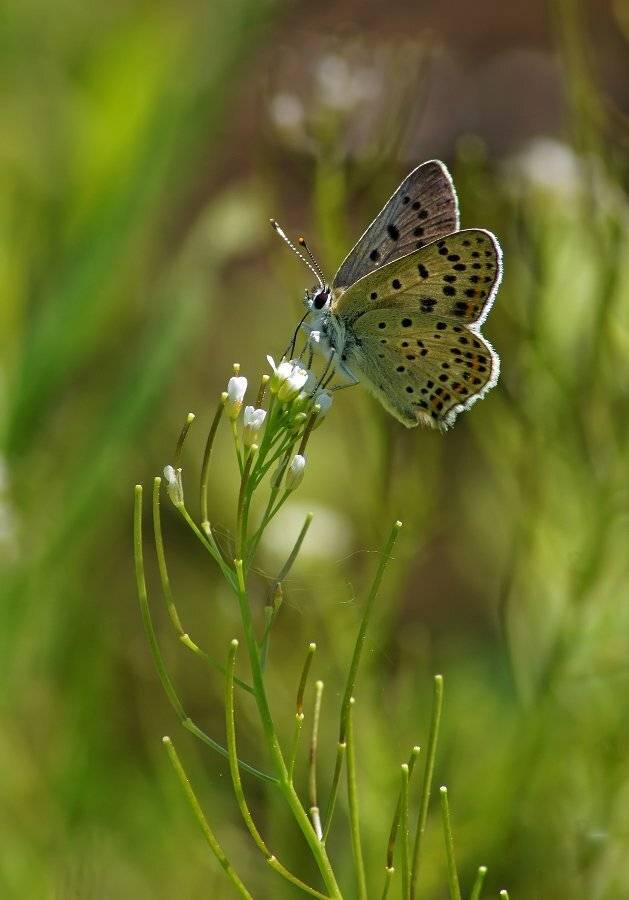 , Чепленко Алексей