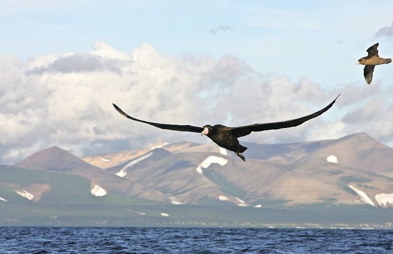 Старший брат фото превью