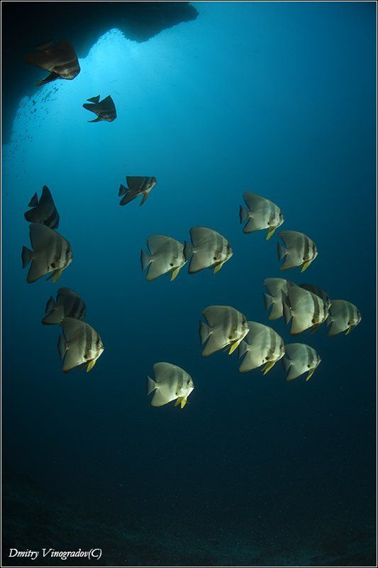 Window фото превью