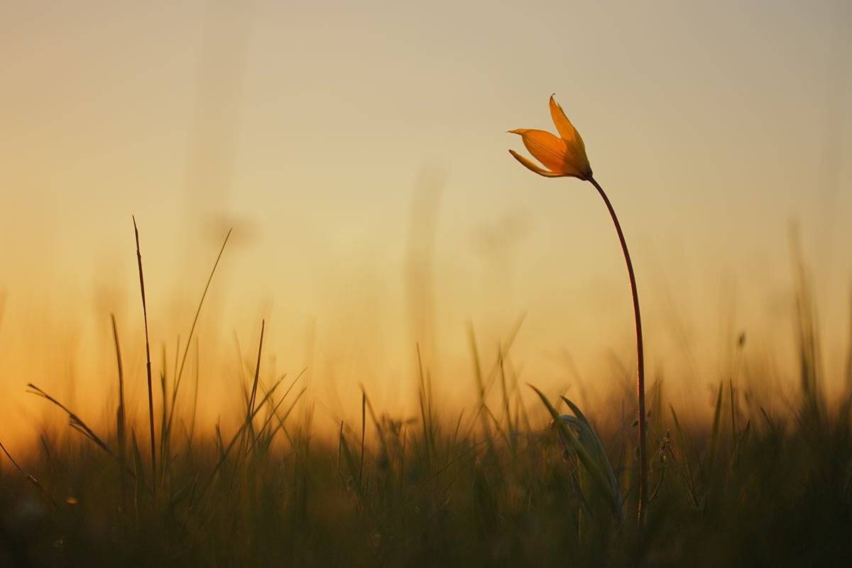 Тюльпан дубравный, закат, Роман Рысь