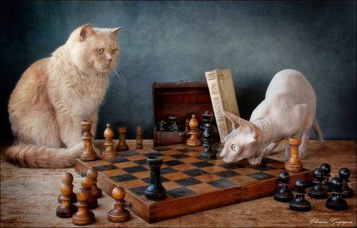 - А конь где?