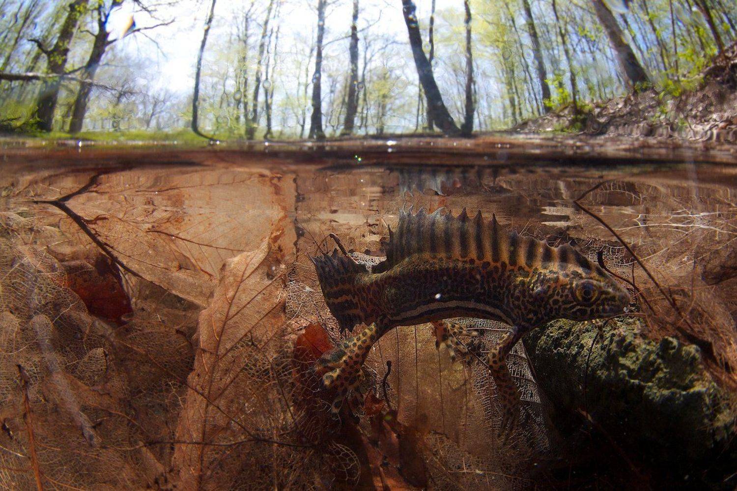 весна, водоем, подводная съемка, пресмыкающееся, тритон, Никифоров Егор