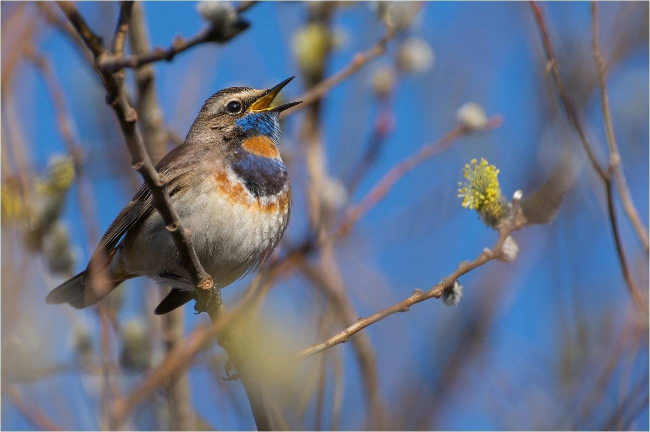 , Руслан Сигушин