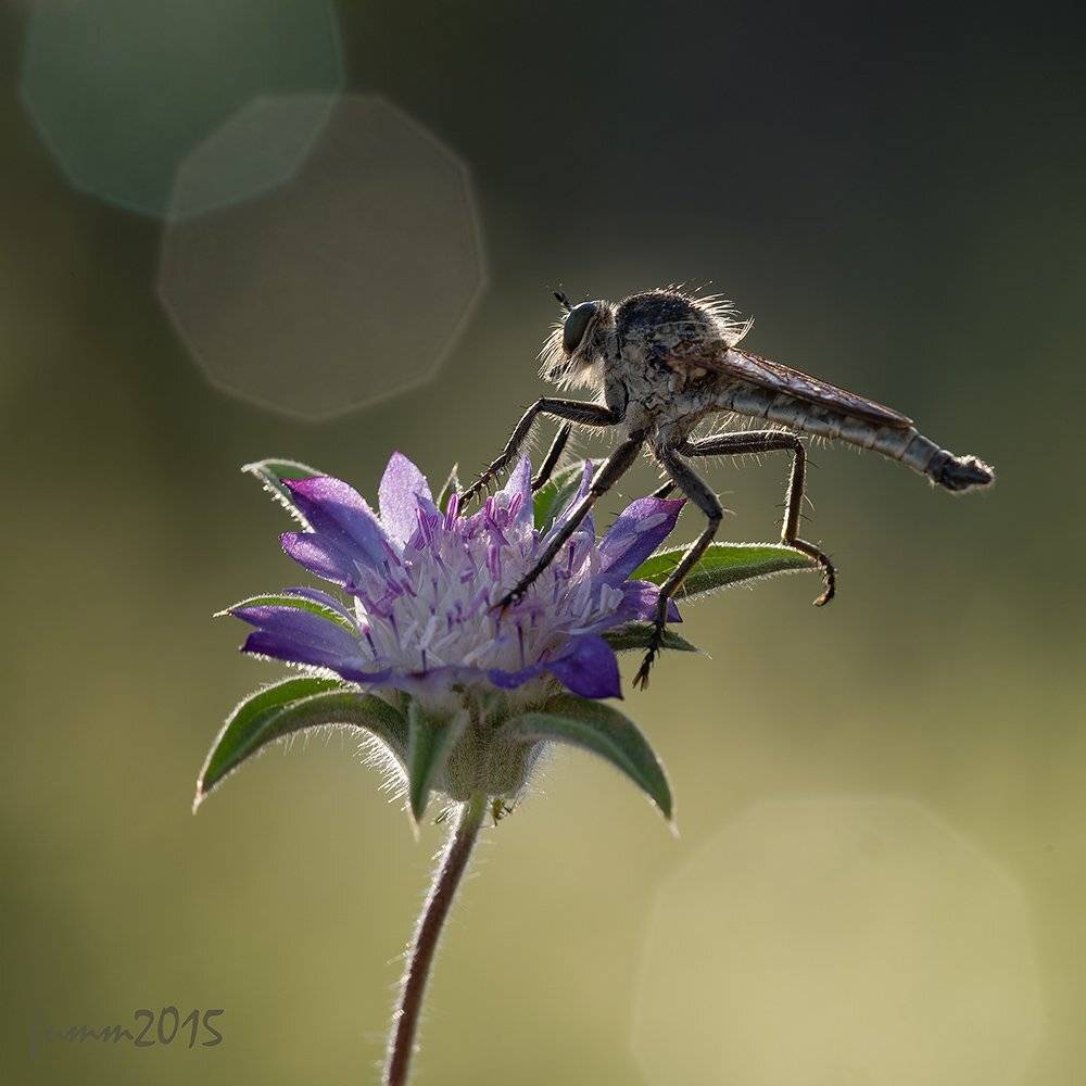 , Игорь ФУММ