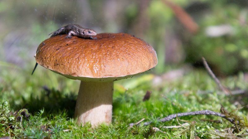 гриб, макро, рептилия Ящер и белый фото превью