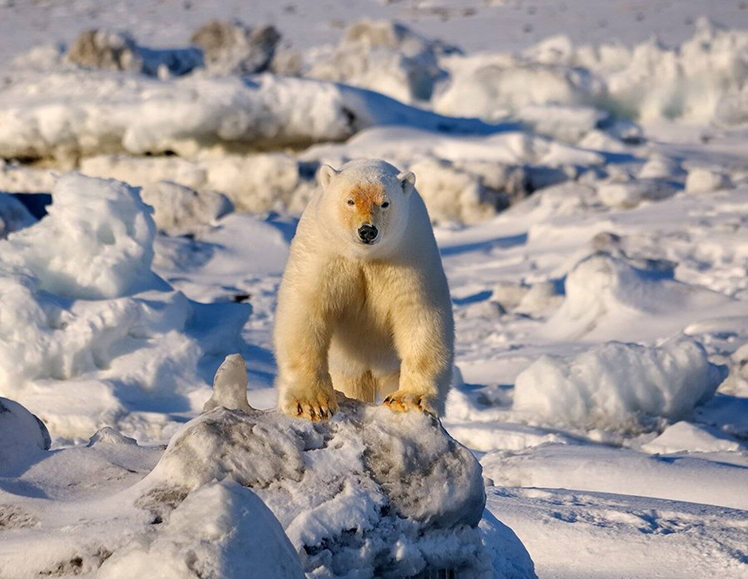 , Максим Деминов