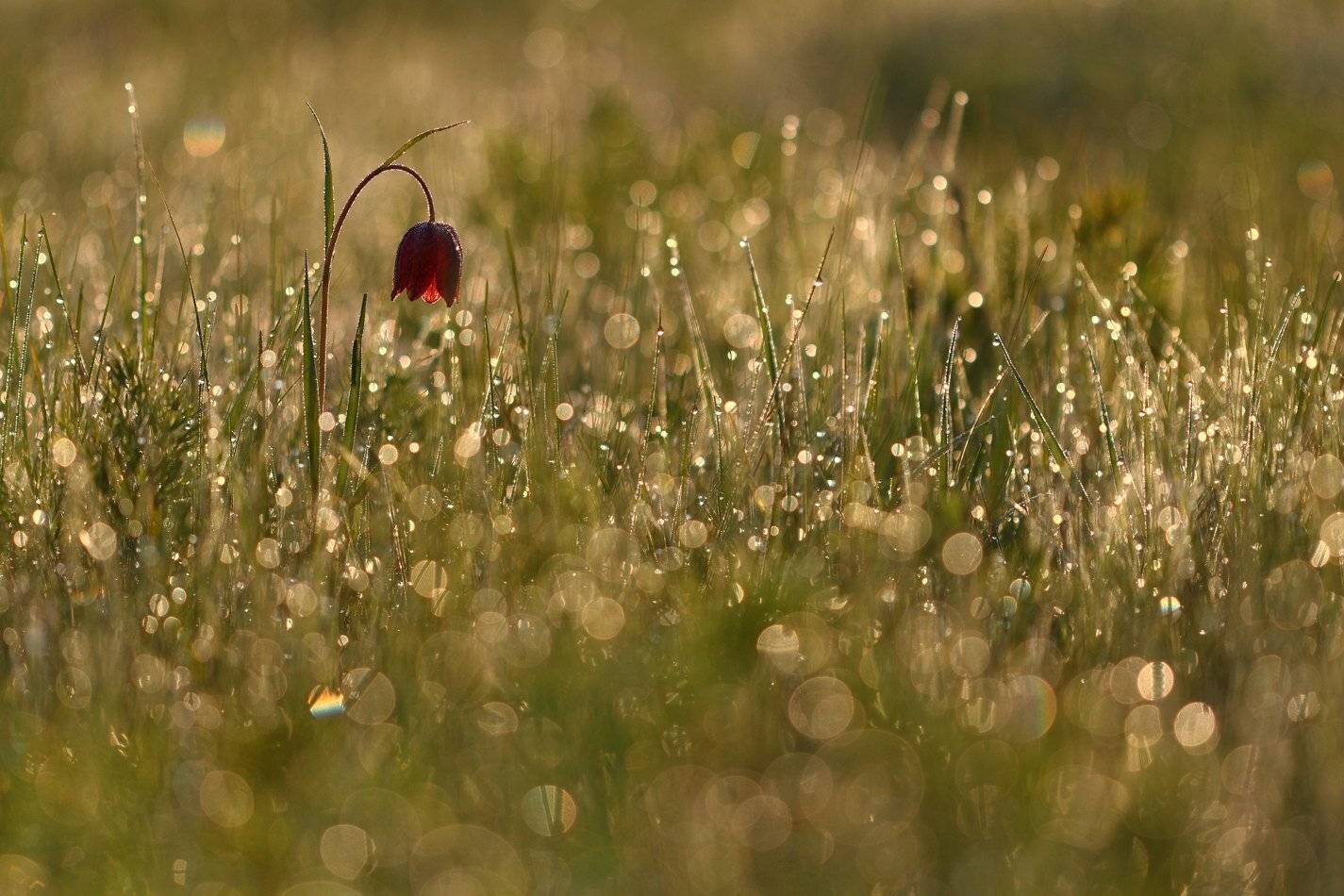 fritillaria, meleagroides, малый, рябчик, самарский лес, Sergii Markov