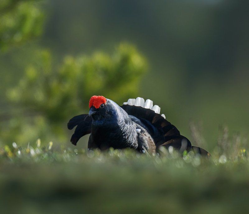 * * * фото превью