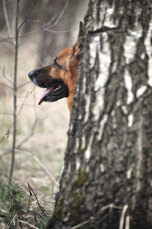 собака, овчарка В лесу фото превью
