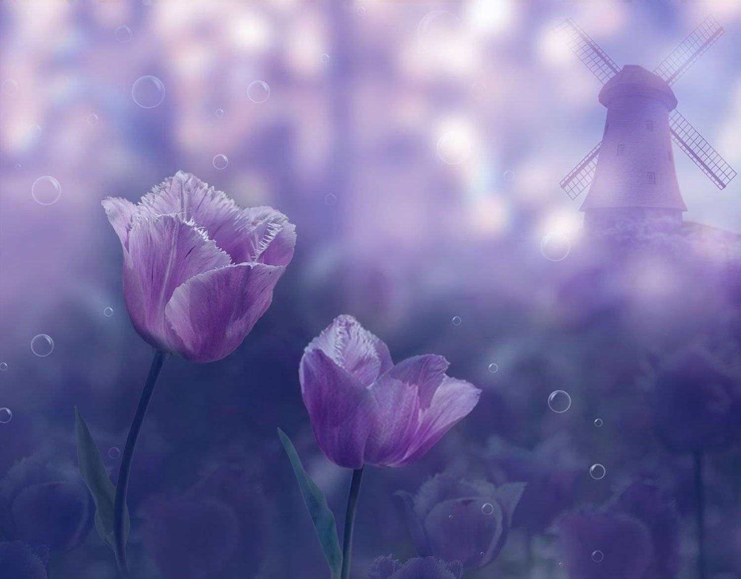 тюльпаны,мельница,, Nataliorion