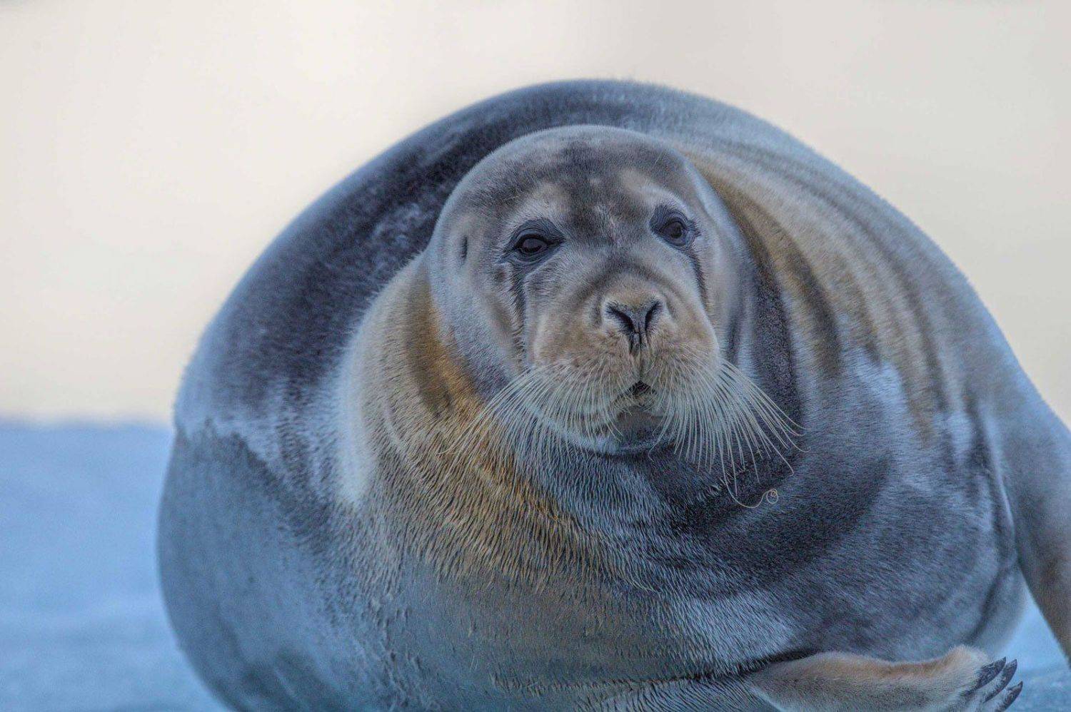 Арктика, архипелаг Шпицберген, тюлень, тюлень на льдине, дикая природа, север, путешествия, Анна Яценко
