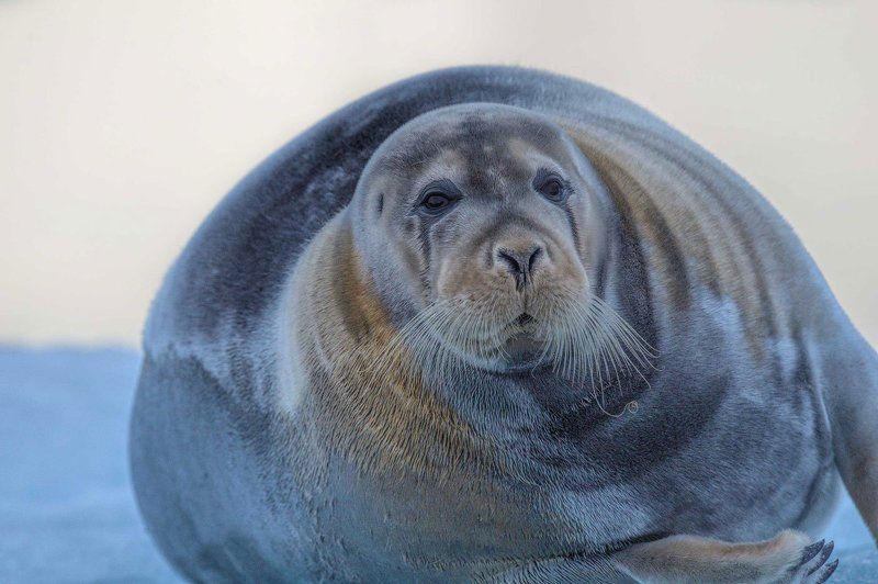 Арктика, архипелаг Шпицберген, тюлень, тюлень на льдине, дикая природа, север, путешествия добродушный встречный фото превью