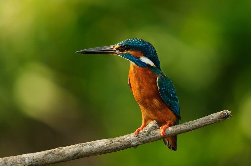 Alcedo atthis фото превью
