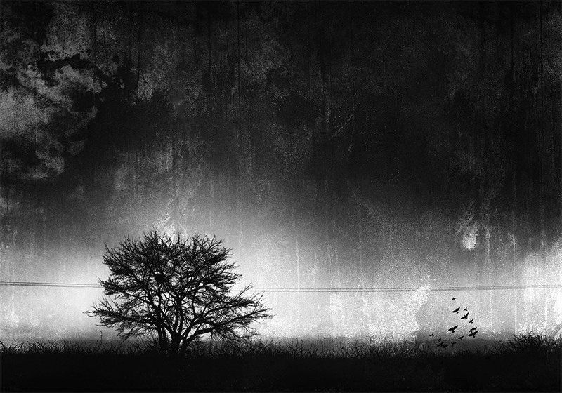 treet, fine art, milad safabakhsh, landscape, texture, birds, shadow, black and white, Untitled фото превью