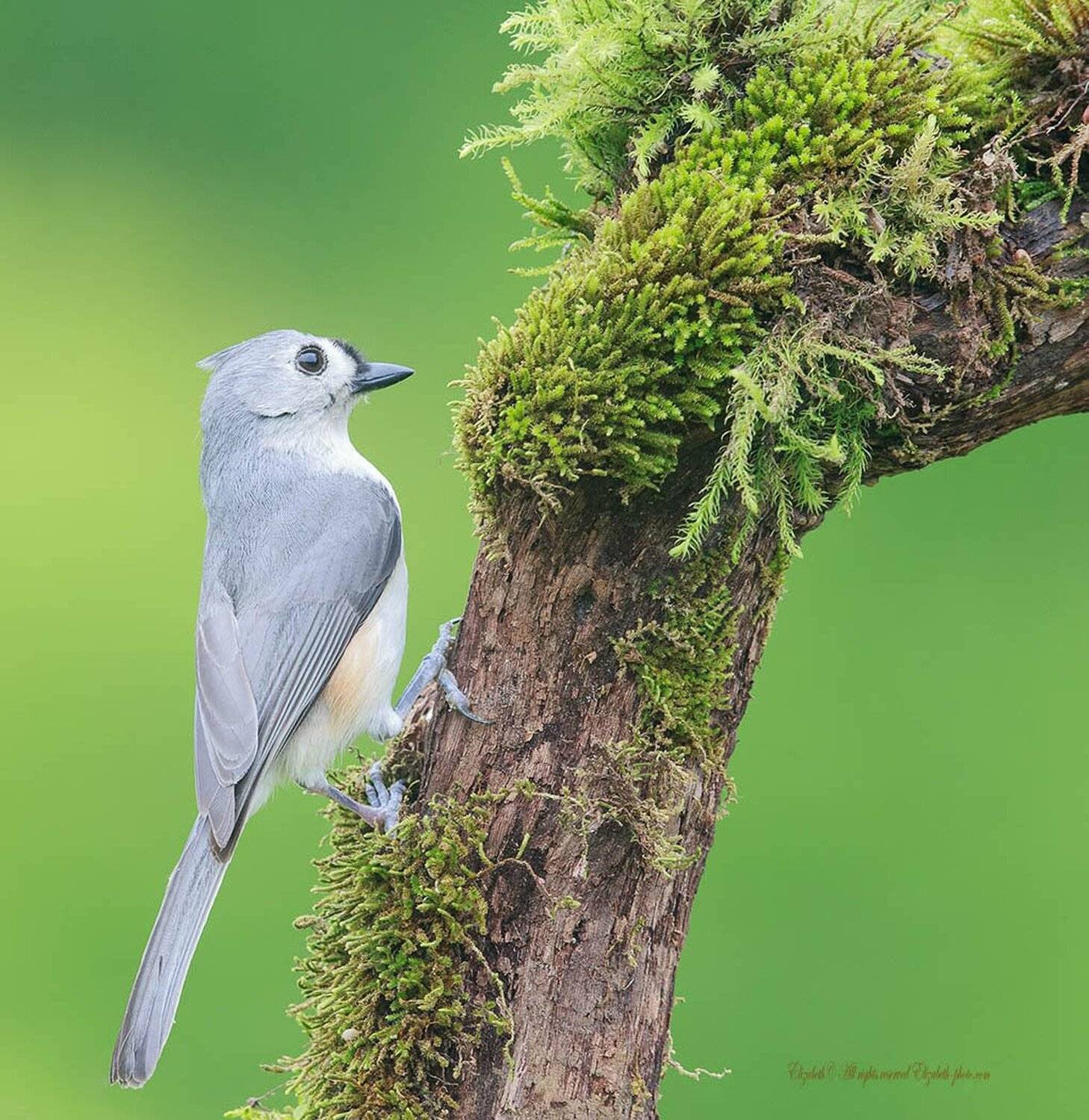 tufted titmouse, острохохлая синица, синица, Elizabeth Etkind