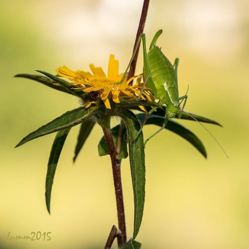 , Игорь ФУММ